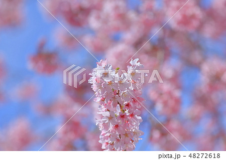 桜 さくら サクラ 48272618