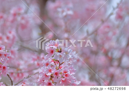 桜 さくら サクラ 48272698