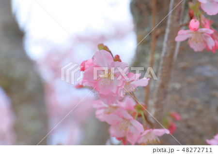 桜 さくら サクラ 48272711