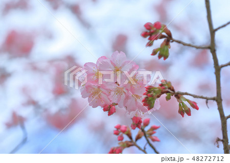 桜 さくら サクラ 48272712
