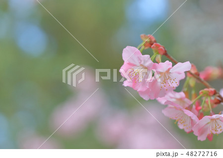 桜 さくら サクラ 48272716