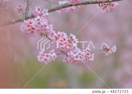 桜 さくら サクラ 48272725