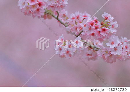 桜 さくら サクラ 48272729