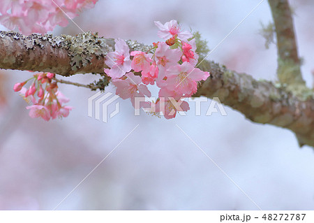 桜 さくら サクラ 48272787