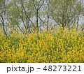 からし菜の花 48273221