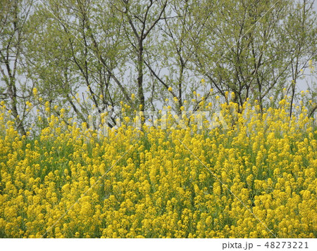 からし菜の花 48273221