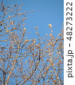 芽吹き 48273222