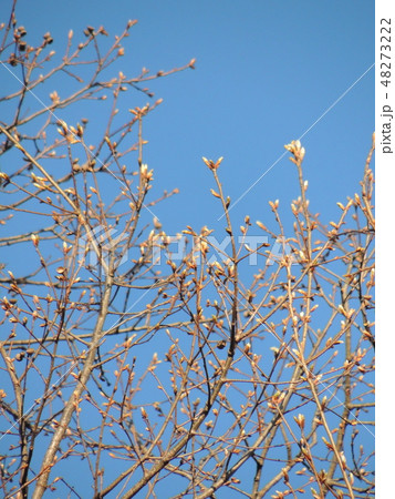 芽吹き 48273222