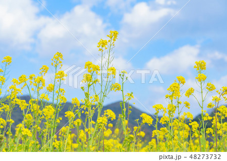 菜の花と青空 48273732
