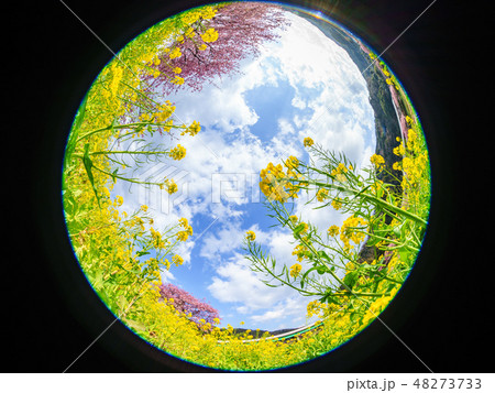 菜の花と河津桜 菜の花と河津桜 48273733