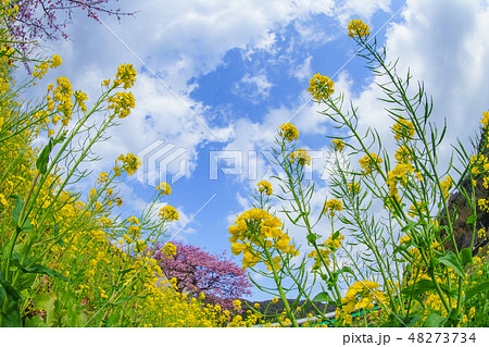 菜の花と河津桜 菜の花と河津桜 48273734