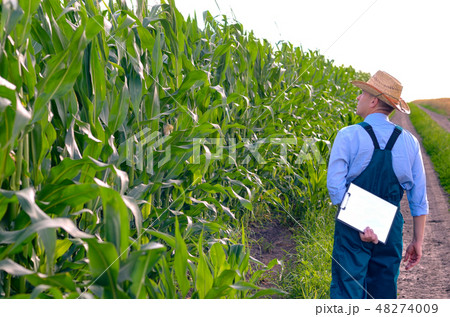 Farmer with clipboard inspecting corn at field 48274009
