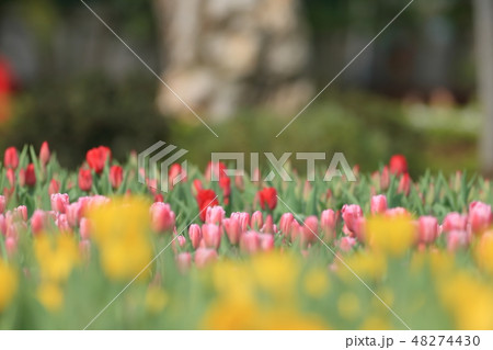 チューリップ ﾁｭｰﾘｯﾌﾟ 庭 48274430