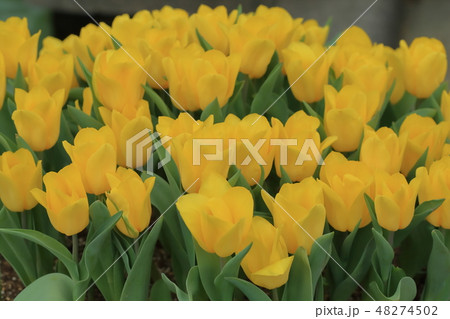 チューリップ チューリップ 庭 48274502