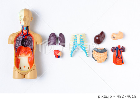 Plastic man dummy with internal organs on white 48274618