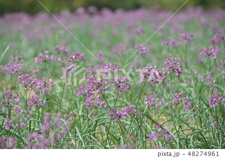鳥取　ラッキョウの花 48274961
