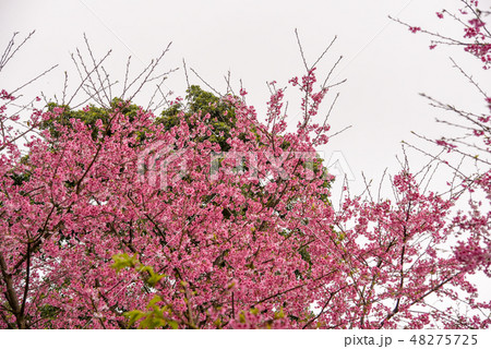 桜 さくら サクラ 48275725