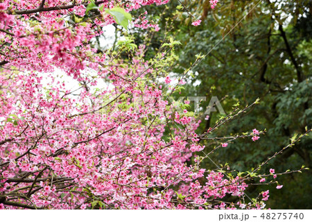 桜 さくら サクラ 48275740