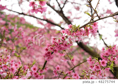 桜 さくら サクラ 48275744