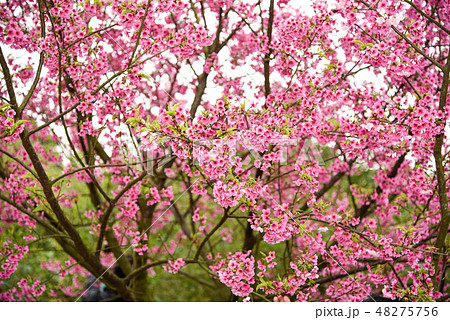 桜 さくら サクラ 48275756