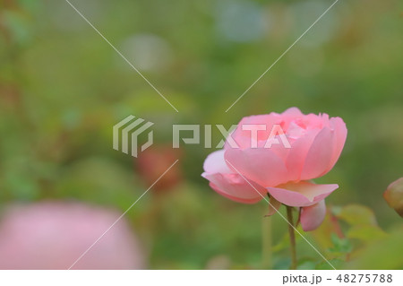 薔薇 バラ科 バラ 48275788