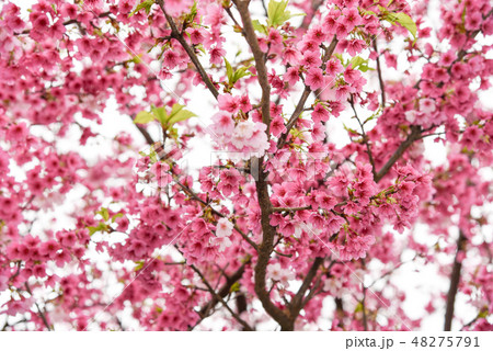 桜 さくら サクラ 48275791