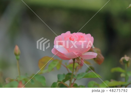 薔薇 バラ科 バラ 48275792