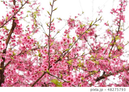 桜 さくら サクラ 48275793