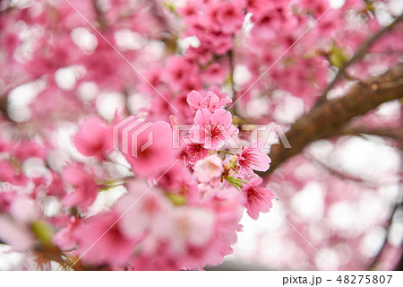 桜 さくら サクラ 48275807