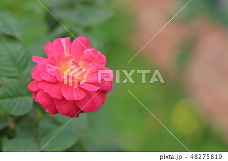 薔薇 バラ科 バラ 48275819