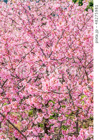 満開の河津桜 満開の河津桜 48275981