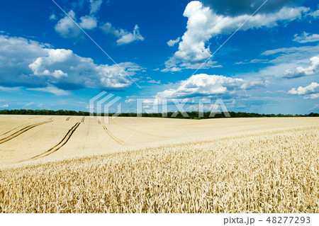 golden wheat field and sunny day golden wheat field and sunny day 48277293