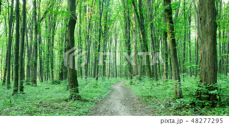 Forest trees. nature green wood sunlight  48277295