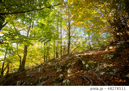 Trees in autumn season background. Trees in autumn season background. 48278511