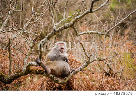 猿 さる 武陵農場 台湾台中 春 猿 さる 武陵農場 台湾台中 春 48278679