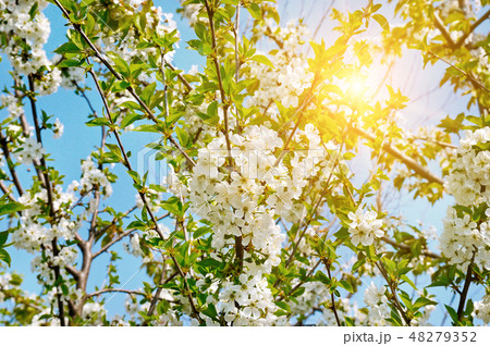 Beautifully blossoming tree branch. Beautifully blossoming tree branch. 48279352