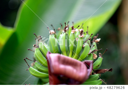 Banana trees with fruits and flower 48279626