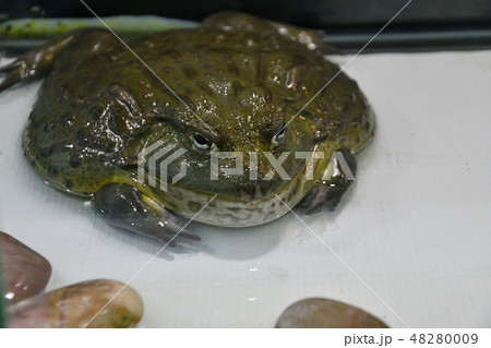 Water frog or Toad-Bull (Pyxicephalus abspersus) 48280009