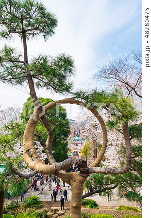 上野恩賜公園 春 月の松と満開の桜 （東京都台東区 清水観音堂からの眺め） 2018年3月撮影 48280475