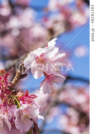 【熱海桜】 【熱海桜】 48281383
