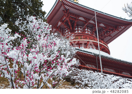 成田山 成田山 48282085