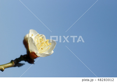 鳥取 四季の散歩 春 花 鳥取 四季の散歩 春 花 48283012