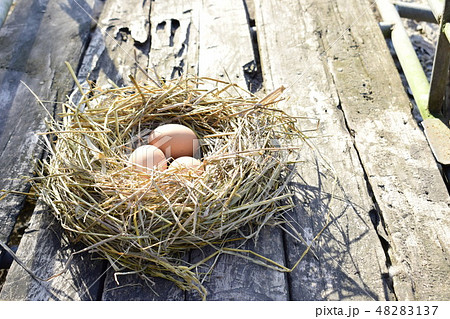 Chicken eggs in the straw nest on the board floor Chicken eggs in the straw nest on the board floor 48283137
