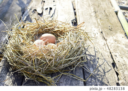 Chicken eggs in the straw nest on the board floor Chicken eggs in the straw nest on the board floor 48283138