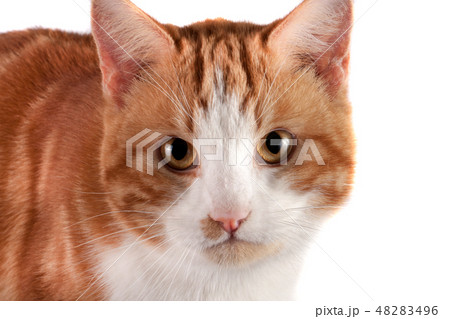 portrait of red cat looking at the camera isolated on white background 48283496