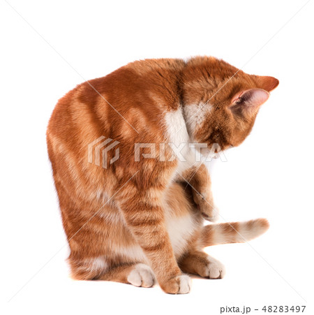 Red cat sitting and licking isolated on white background 48283497