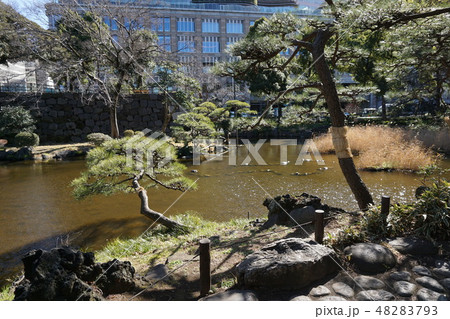 東京　日比谷公園の心字池　ほとりの松 48283793