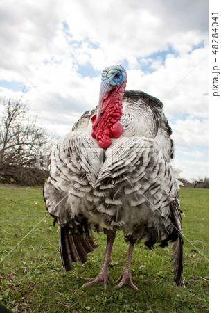 turkey male or gobbler closeup on green grass with blue sky turkey male or gobbler closeup on green grass with blue sky 48284041