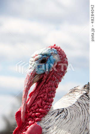 turkey male or gobbler closeup on the cloudy sky background turkey male or gobbler closeup on the cloudy sky background 48284042