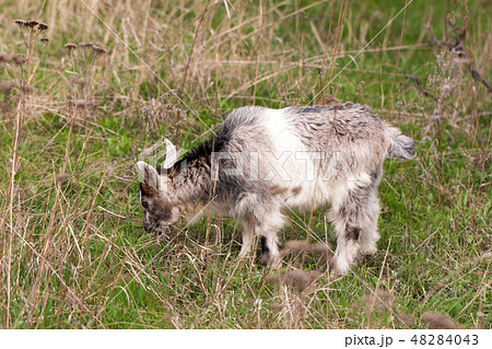 One little kid goat is grazing on the grass 48284043